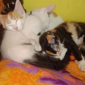 Meet your Posher, Afreen